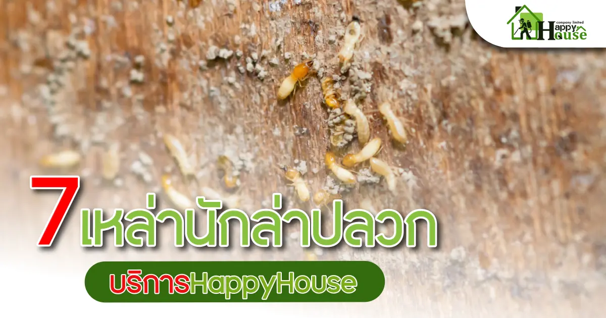 7 เหล่านักล่าปลวก บริการHappyHouse 7 เหล่านักล่าปลวก บริการHappyHouse