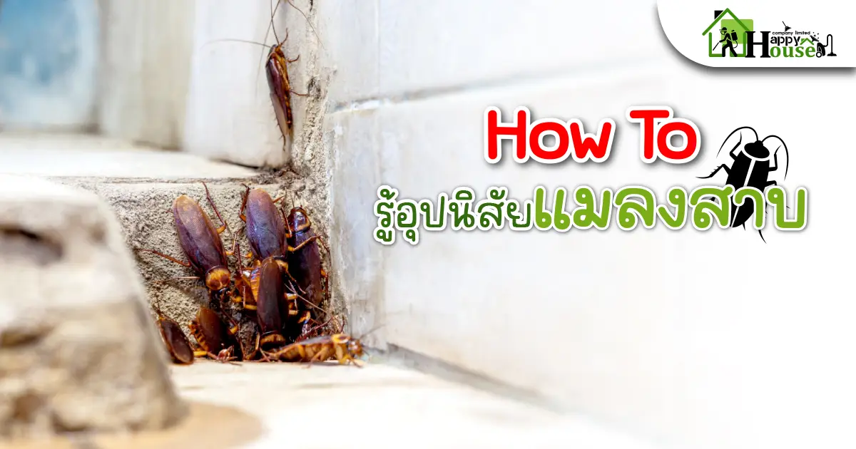 How To รู้อุปนิสัยเเมลงสาบ How To รู้อุปนิสัยเเมลงสาบ