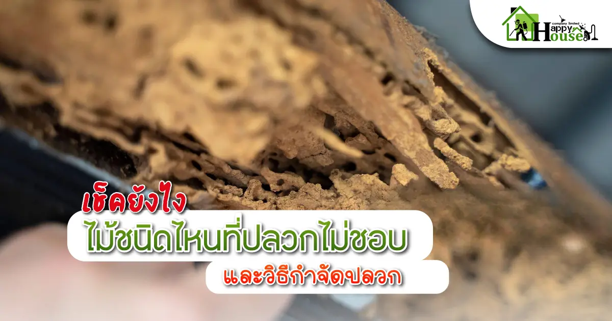 เช็คยังไงไม้ชนิดไหนที่ปลวกไม่ชอบเเละวิธีกำจัดปลวก เช็คยังไงไม้ชนิดไหนที่ปลวกไม่ชอบเเละวิธีกำจัดปลวก