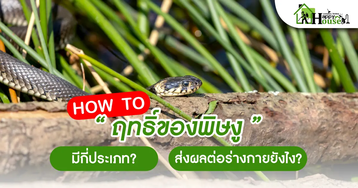 How To "ฤทธิ์ของพิษงู" มีกี่ประเภท? ส่งผลต่อร่างกายยังไง? How To "ฤทธิ์ของพิษงู" มีกี่ประเภท? ส่งผลต่อร่างกายยังไง?