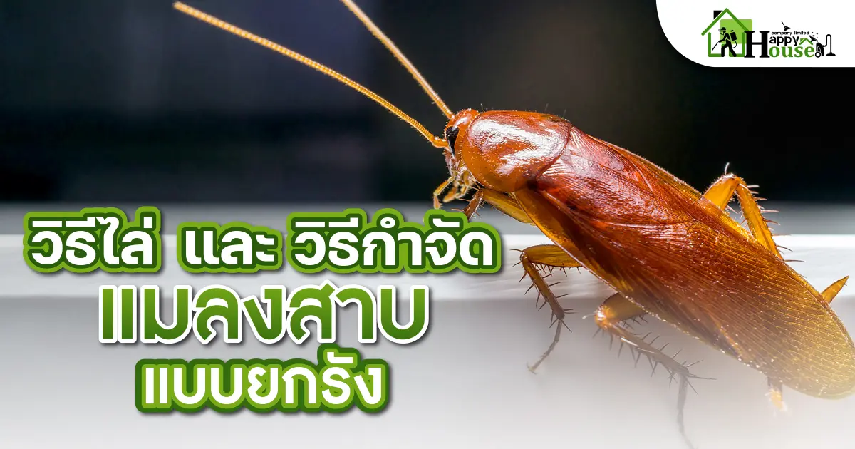 วิธีไล่และวิธีกำจัด แมลงสาบ แบบยกรัง วิธีไล่และวิธีกำจัด แมลงสาบ แบบยกรัง