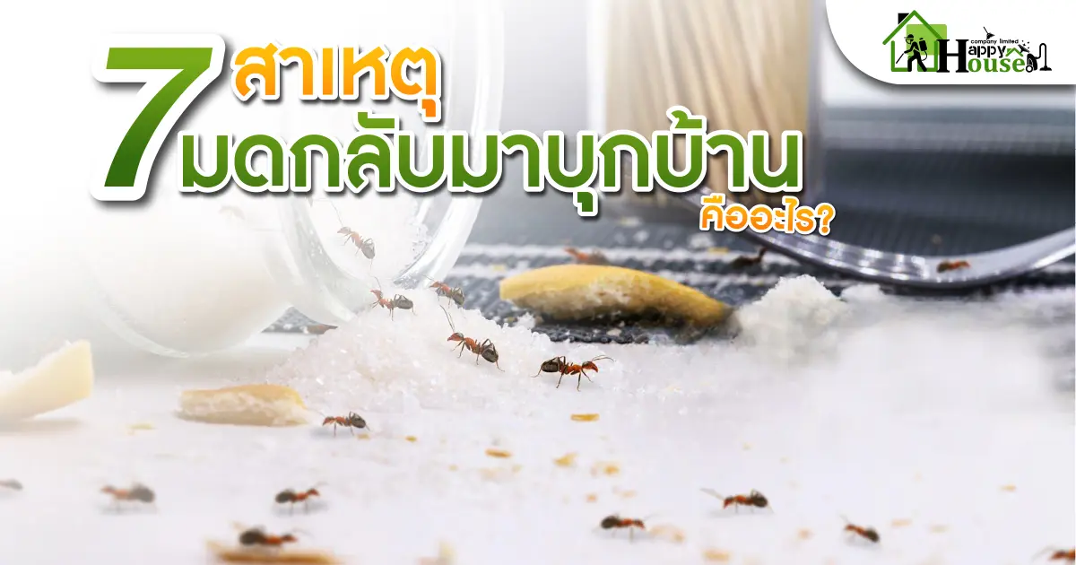7สาเหตุมดกลับมาบุกบ้านคืออะไร? 7สาเหตุมดกลับมาบุกบ้านคืออะไร?
