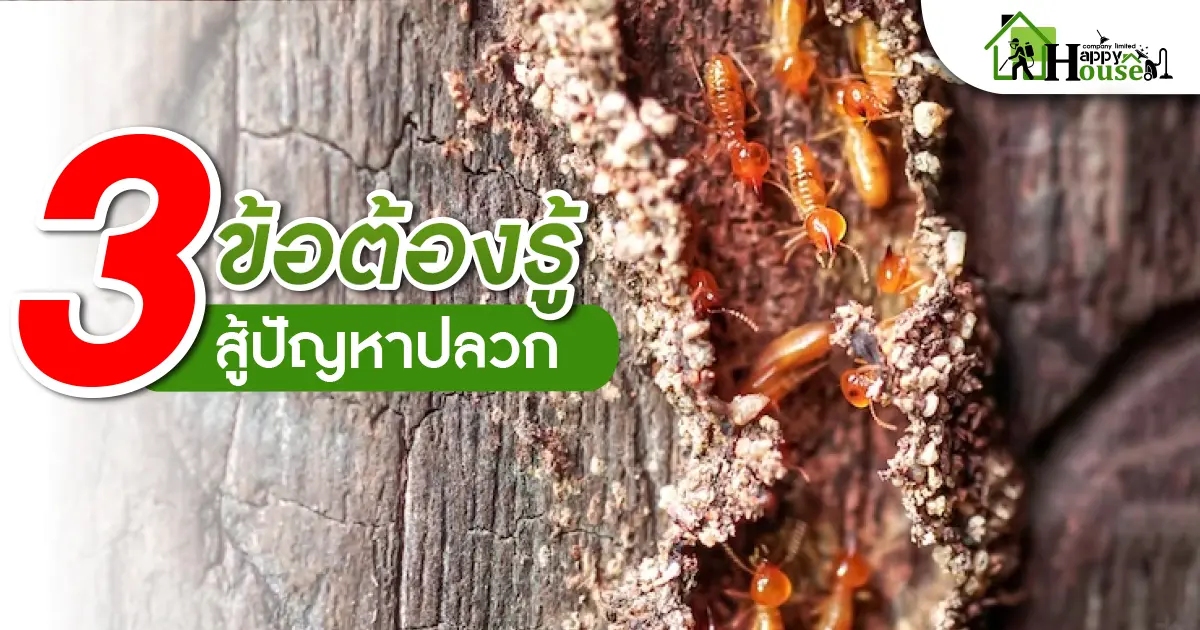 3ข้อต้องรู้สู้ปัญหาปลวก 3ข้อต้องรู้สู้ปัญหาปลวก