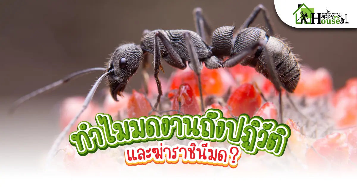 ทำไมมดงานถึงปฏิวัติ และฆ่าราชินี? ทำไมมดงานถึงปฏิวัติ และฆ่าราชินี?