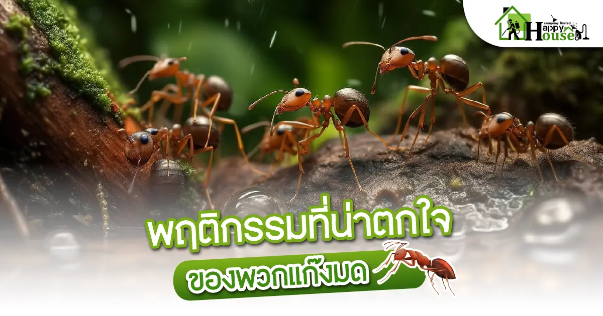 พฤติกรรมที่น่าตกใจของพวกแก๊งมด