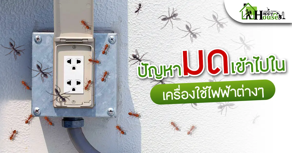 ปัญหามดเข้าไปในเครื่องใช้ไฟฟ้าต่างๆ ปัญหามดเข้าไปในเครื่องใช้ไฟฟ้าต่างๆ