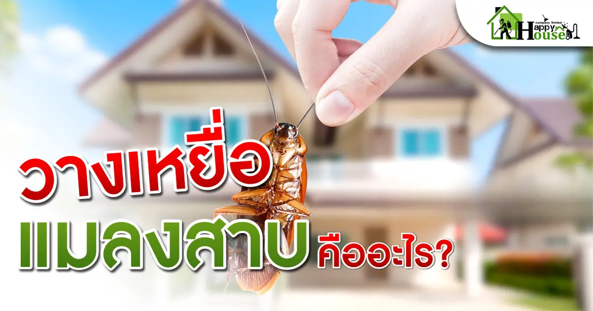 วางเหยื่อแมลงสาบคืออะไร?