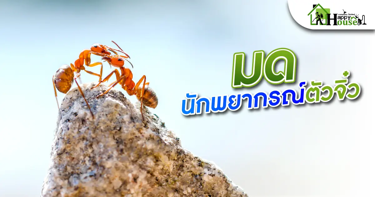 มดนักพยากรณ์ตัวจิ๋ว มดนักพยากรณ์ตัวจิ๋ว