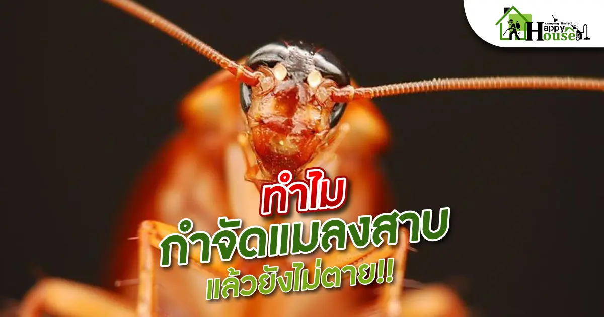 ทำไมกำจัดแมลงสาบแล้วยังไม่ตาย ทำไมกำจัดแมลงสาบแล้วยังไม่ตาย