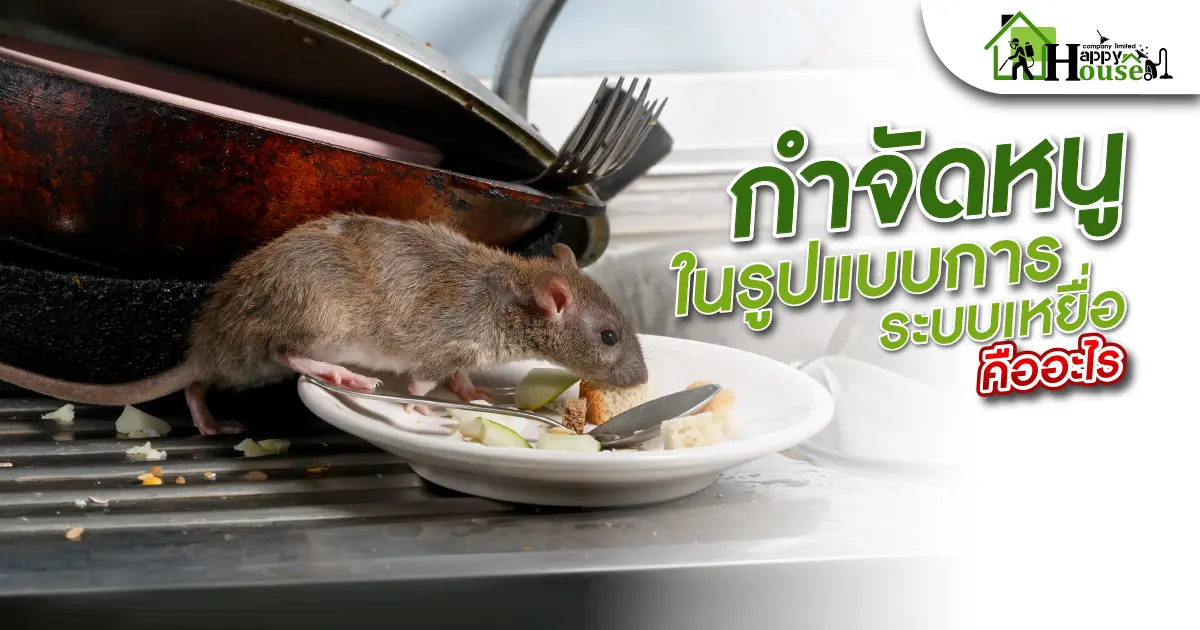 กำจัดหนูในรูปแบบระบบเหยื่อคืออะไร? กำจัดหนูในรูปแบบระบบเหยื่อคืออะไร?