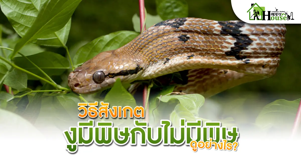 วิธีสังเกตงูมีพิษกับไม่มีพิษดูอย่างไร?