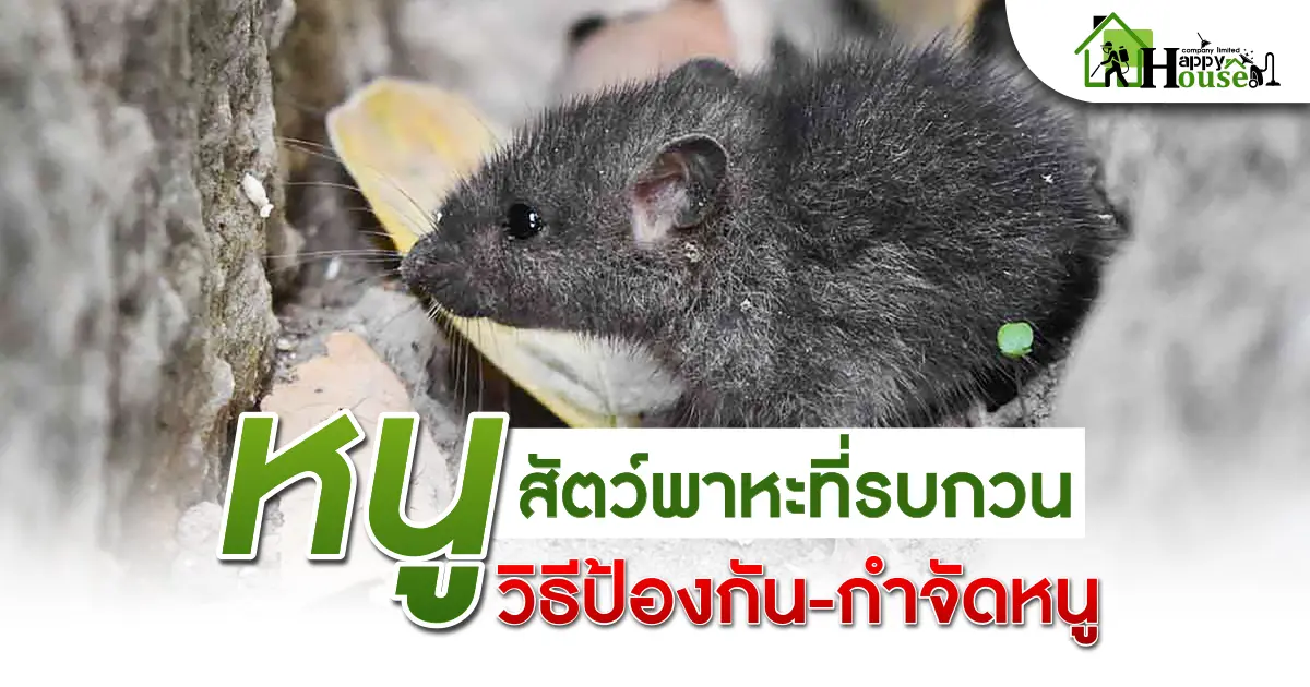 หนูสัตว์พาหะที่รบกวน