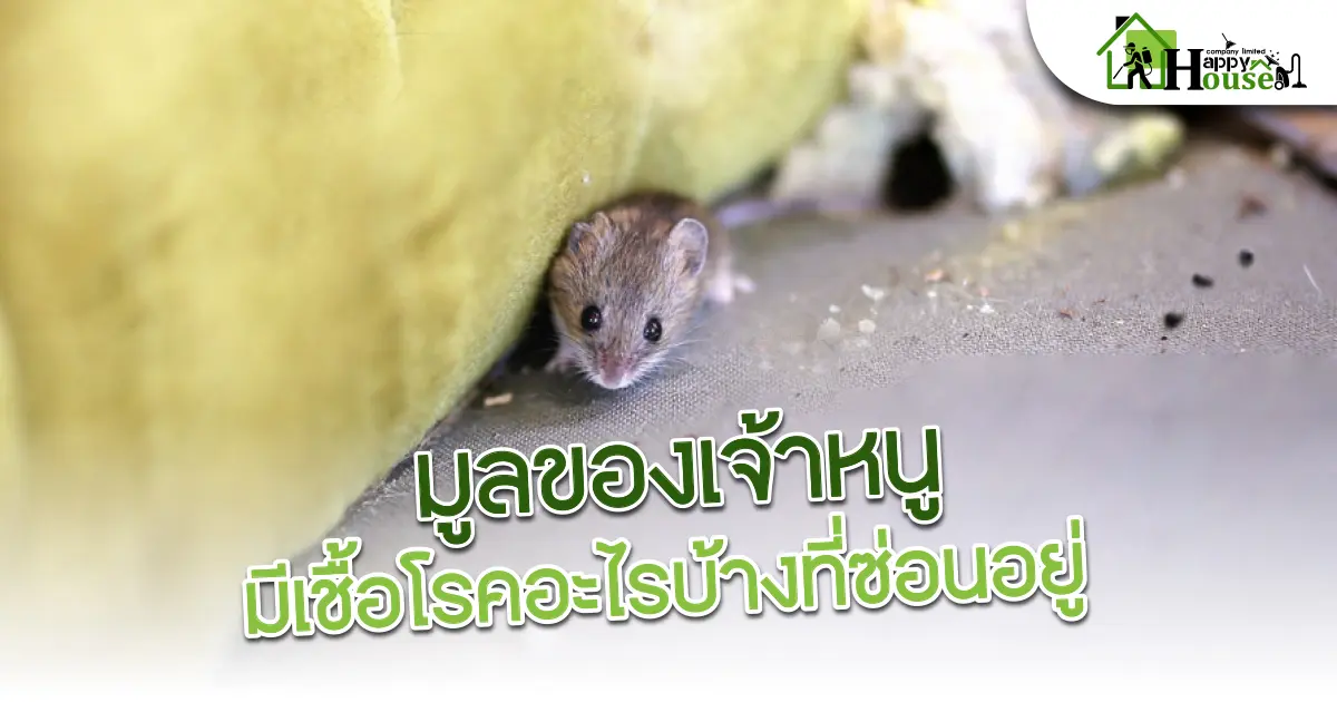 มูลของเจ้าหนู มูลของเจ้าหนู