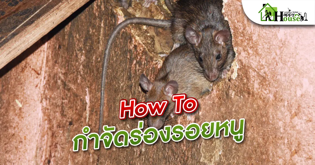 How To กำจัดร่องรอยหนู How To กำจัดร่องรอยหนู