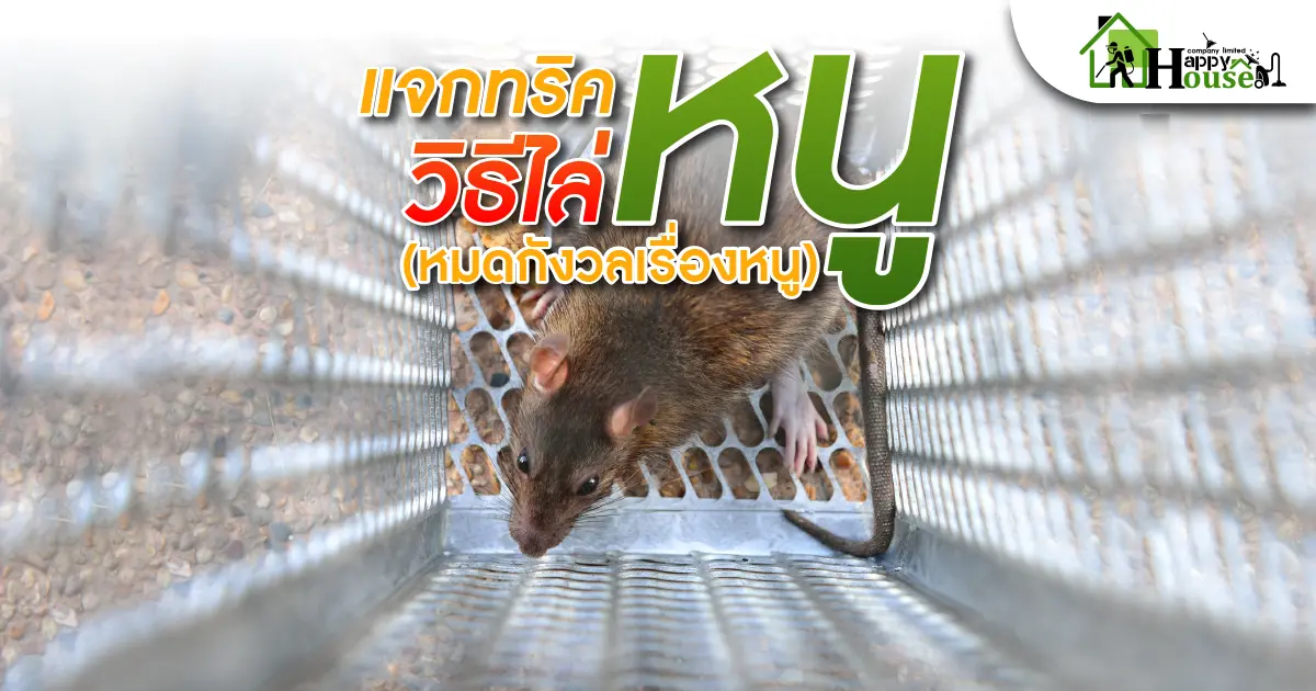 แจกทริควิธีไล่หนู (หมดกังวลเรื่องหนู) แจกทริควิธีไล่หนู (หมดกังวลเรื่องหนู)