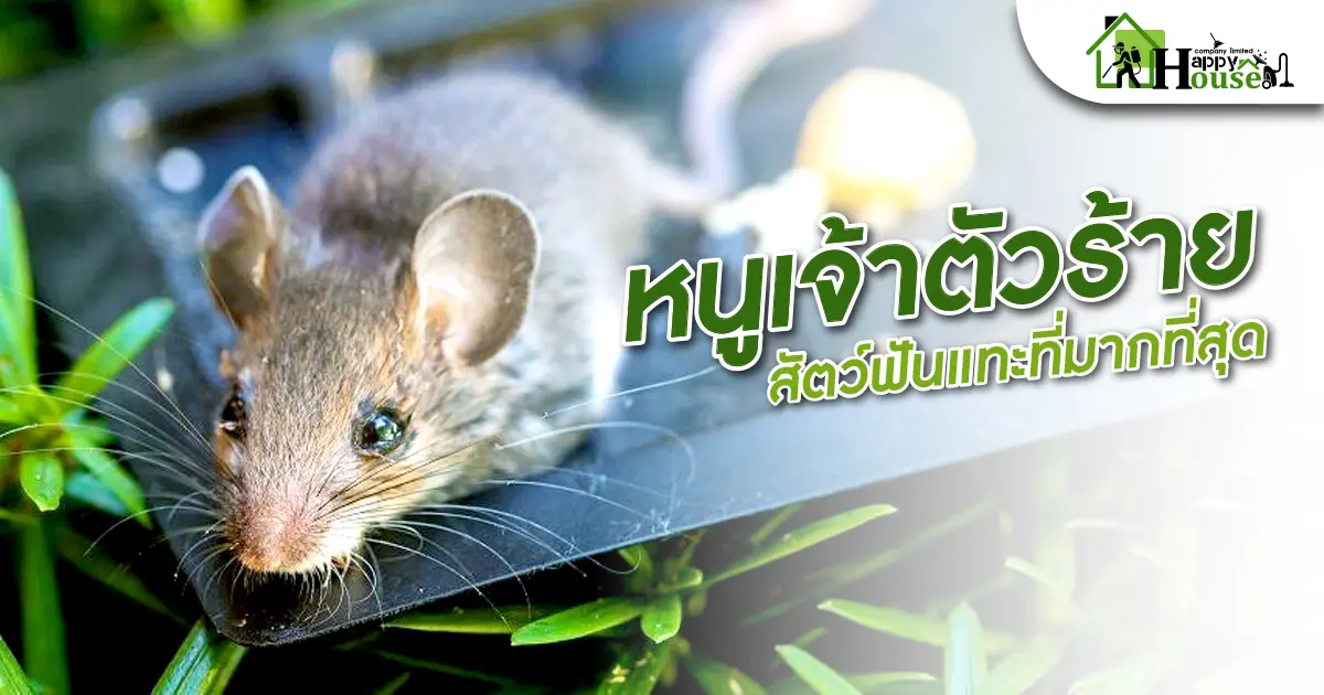 หนูตัวร้าย สัตว์ฟันแทะที่มากที่สุด