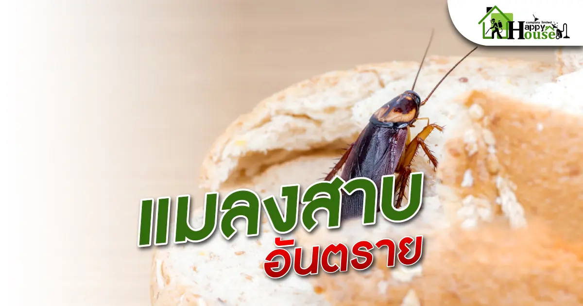 แมลงสาบอันตราย แมลงสาบอันตราย