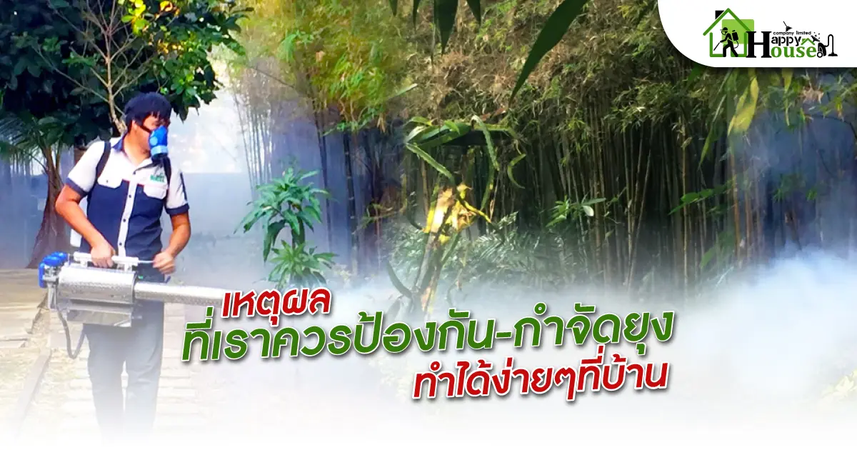 เหตุผลที่เราควรป้องกัน-กำจัดยุงทำได้ง่ายๆที่บ้าน