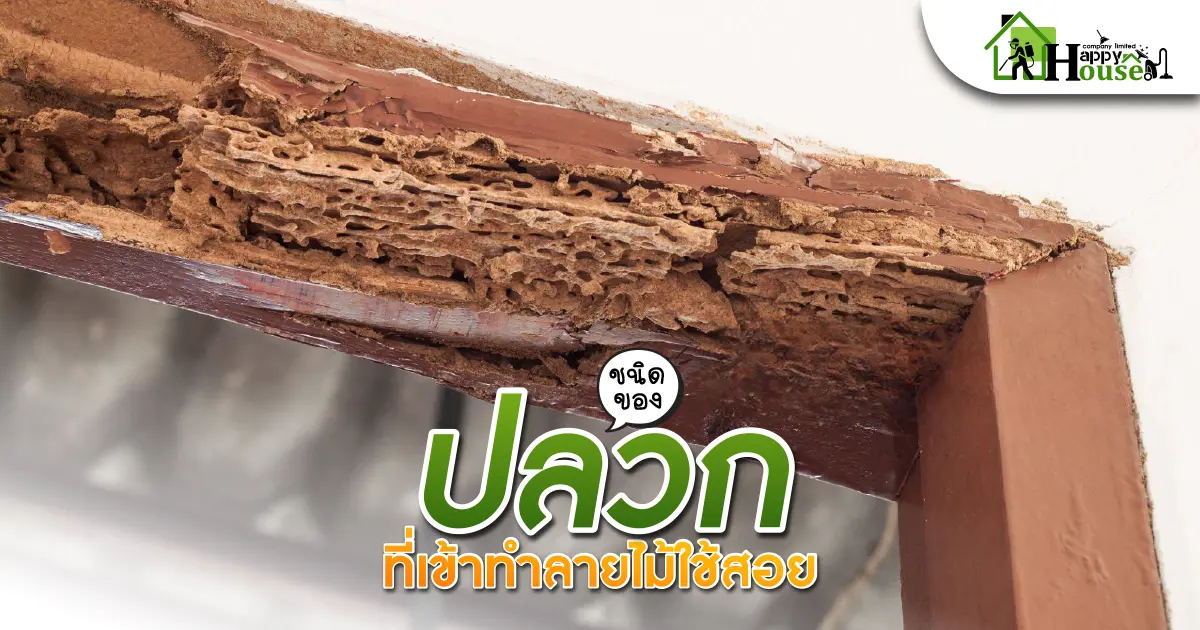 ปลวกที่เข้าทำลายไม้ใช้สอย ปลวกที่เข้าทำลายไม้ใช้สอย