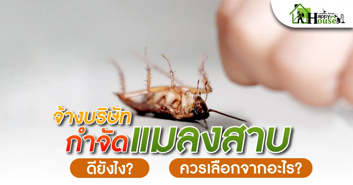 จ้างบริษัทกำจัดเเมลงสาบดียังไง? ควรเลือกจากอะไร?