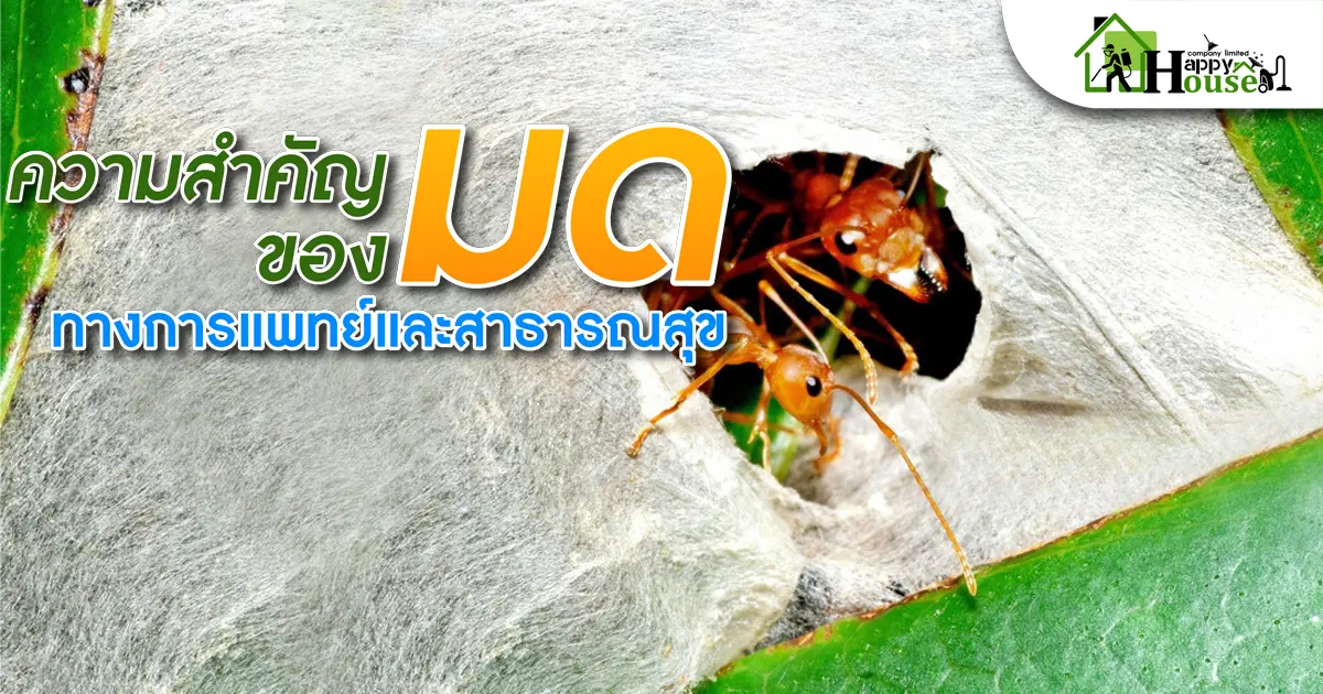 ความสำคัญของมดทางการเเพทย์เเละสาธารสุข