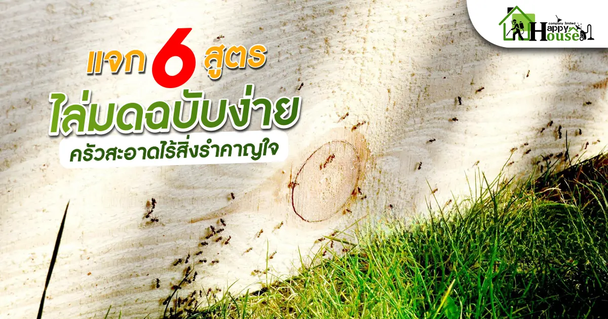 เเจก 6 สูตร ไล่มดฉบับง่ายครัวสะอาดไร้สิ่งรำคาญใจ เเจก 6 สูตร ไล่มดฉบับง่ายครัวสะอาดไร้สิ่งรำคาญใจ
