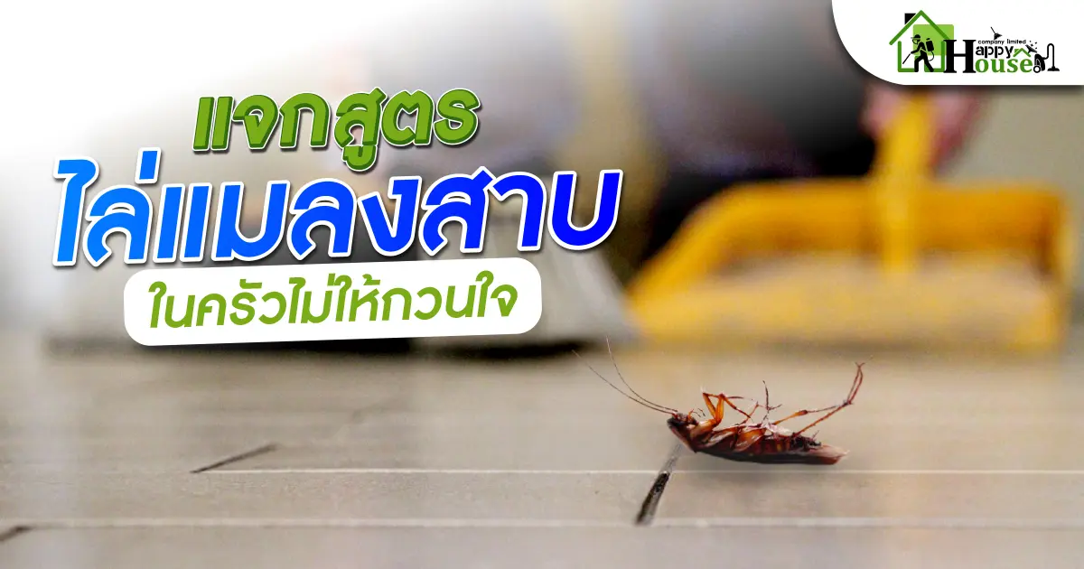 เเจกสูตรไล่เเมลงสาบในครัวไม่ให้กวนใจ เเจกสูตรไล่เเมลงสาบในครัวไม่ให้กวนใจ