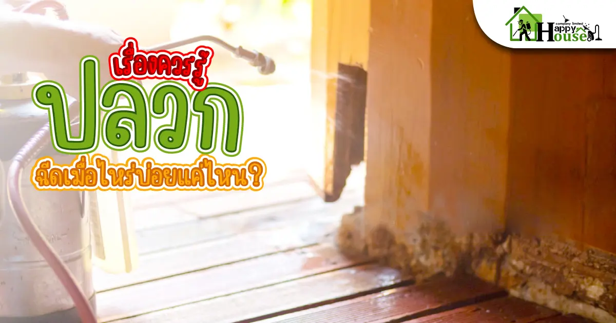 เรื่องควรู้ปลวกฉีดเมื่อไหร่บ่อยเเค่ไหน?
