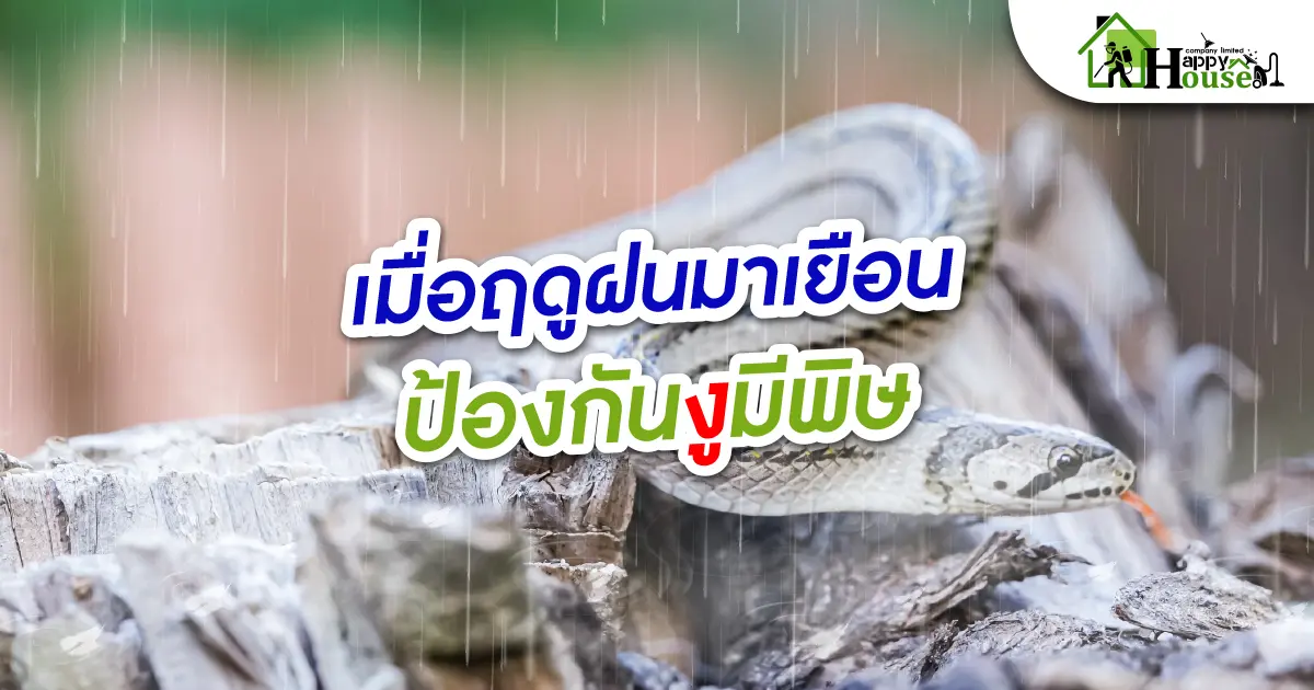 เมื่อฤดูฝนมาเยือนป้องกันงูมีพิษ