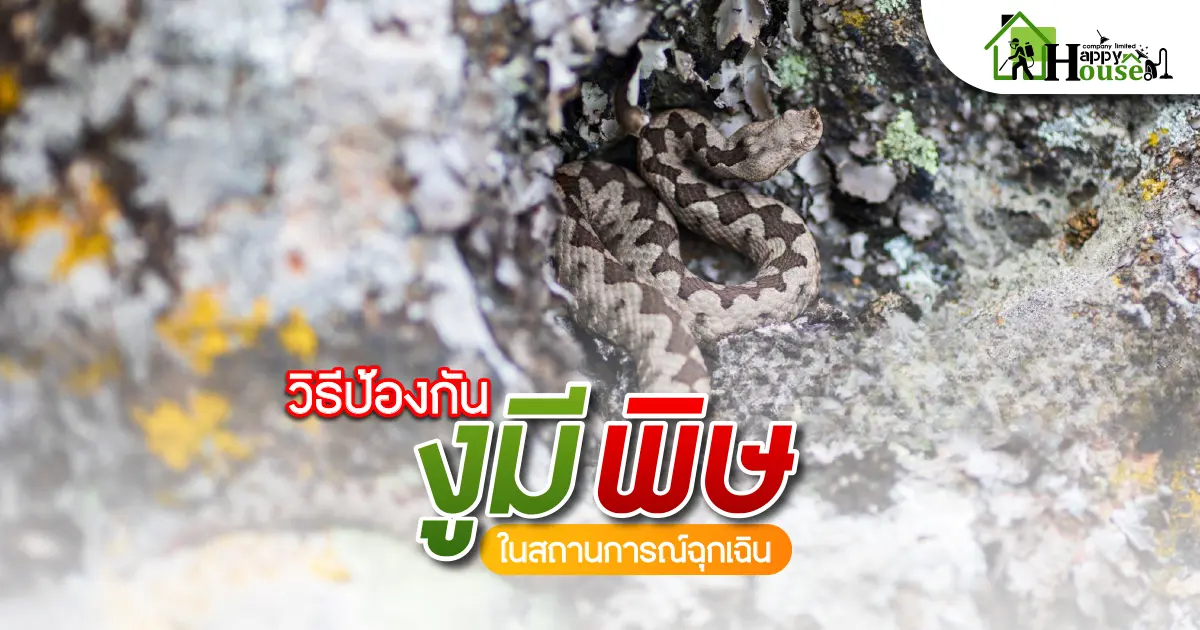 วิธีป้องกันงูมีพิษในสถานการณ์ฉุกเฉิน