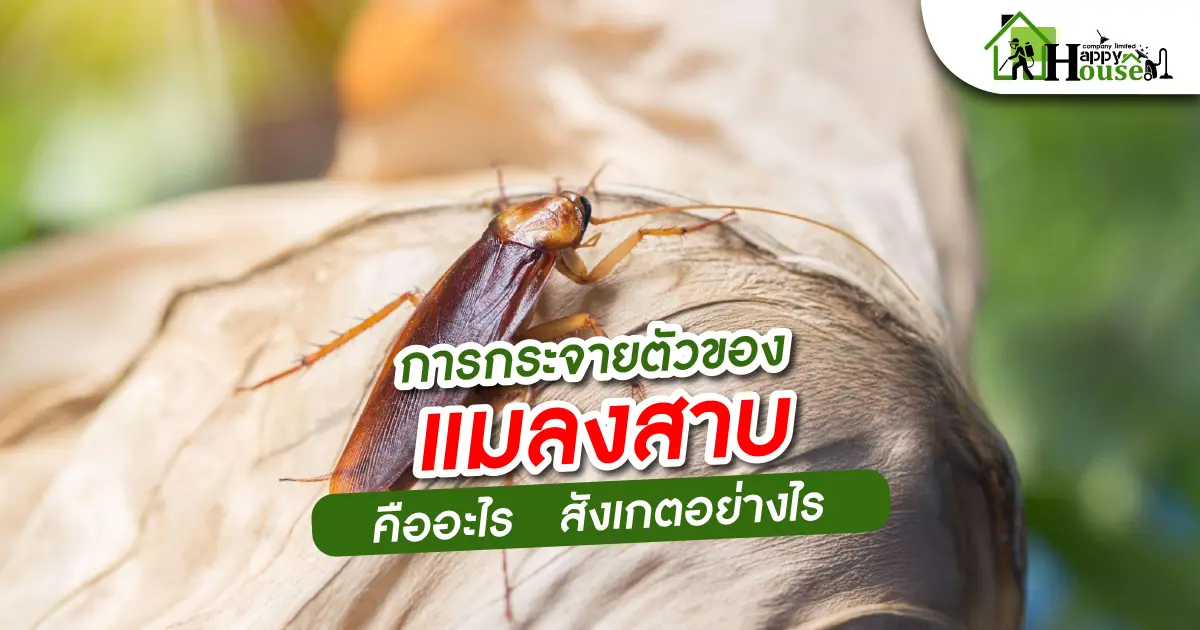 การกระจายตัวของเเมลงสาบคืออะไร สังเกตอย่างไร