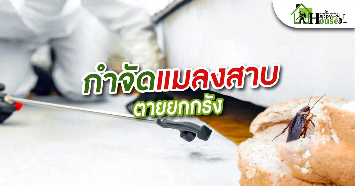 กำจัดเเมลงสาบตายยังรัง