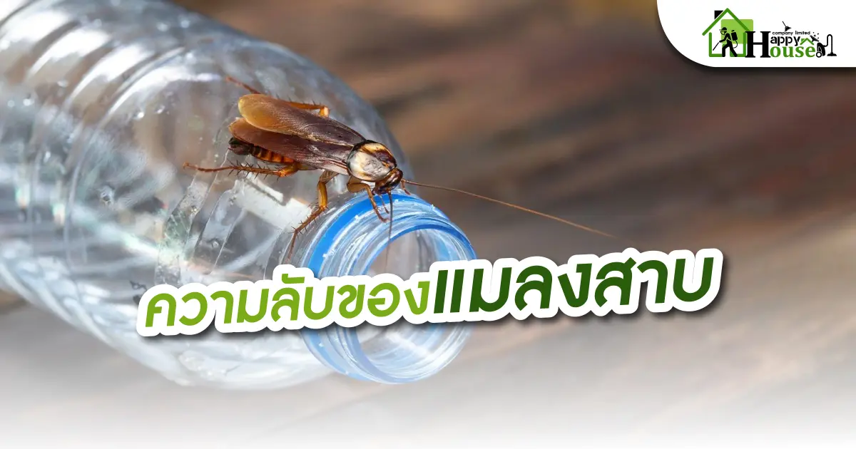 ความลับของเเมลงสาบ