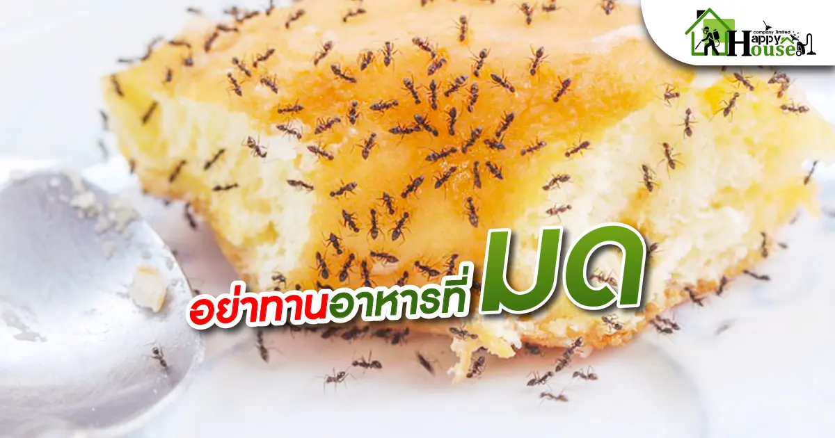 อย่าทานอาหารที่มีมด