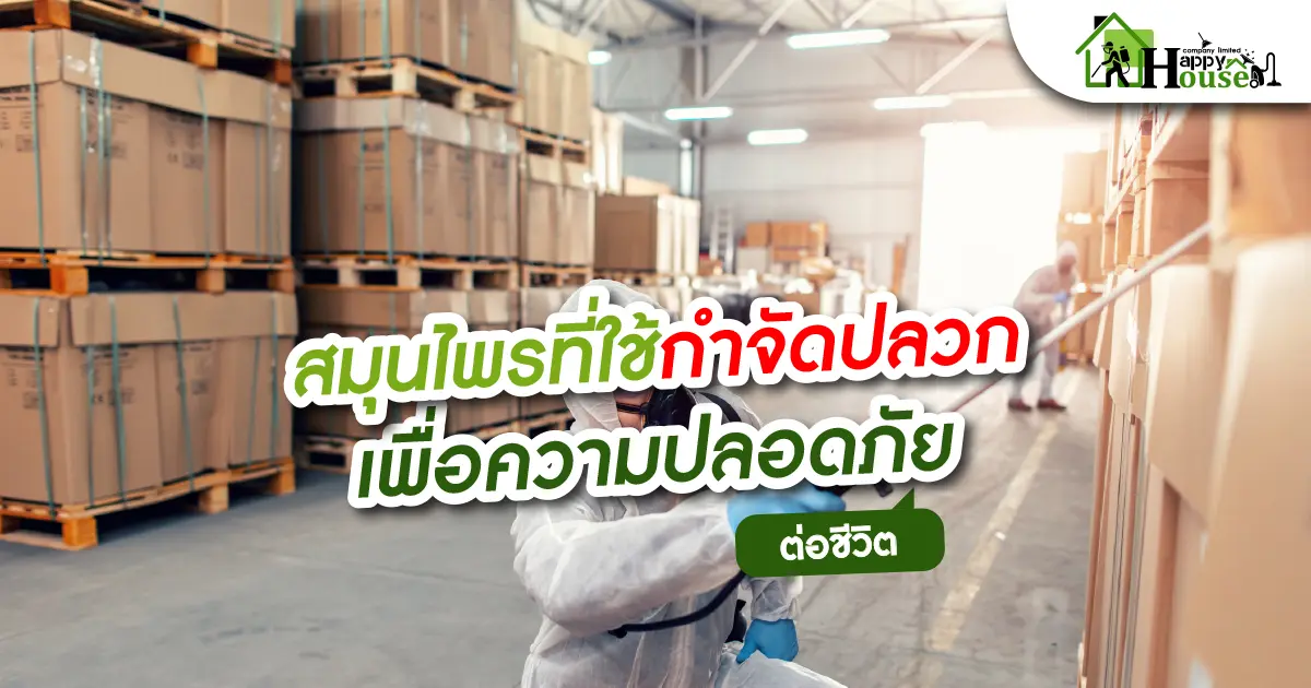 สมุนไพรที่ใช่กำจัดปลวกเพื่อความปลอดภัยต่อชีวต