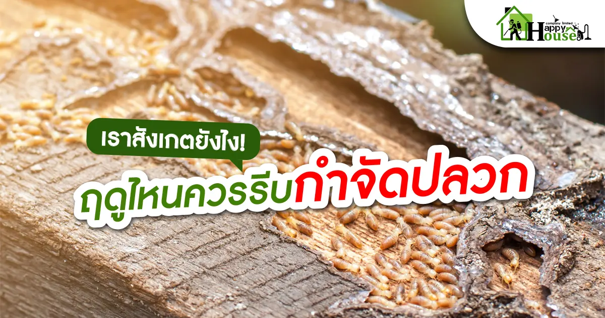 เราสังเกตยังไง! ฤดูไหนควรรีบกำจัดปลวก