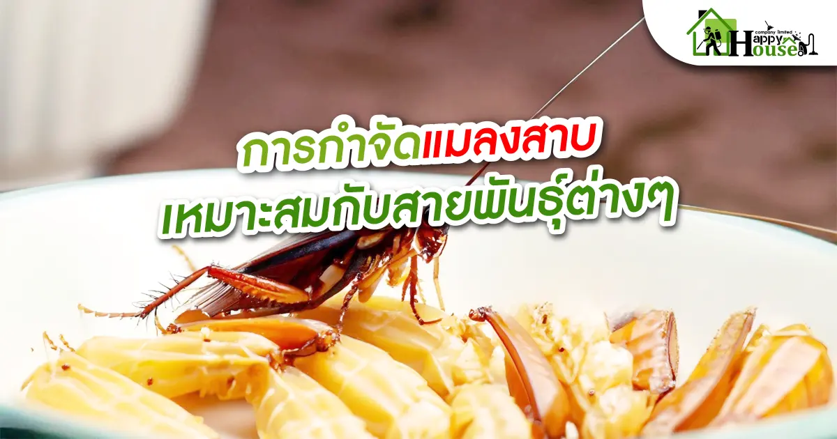 การกำจัดเเมลงสาบเหมาะสมกับสายพันธุ์ต่างๆ