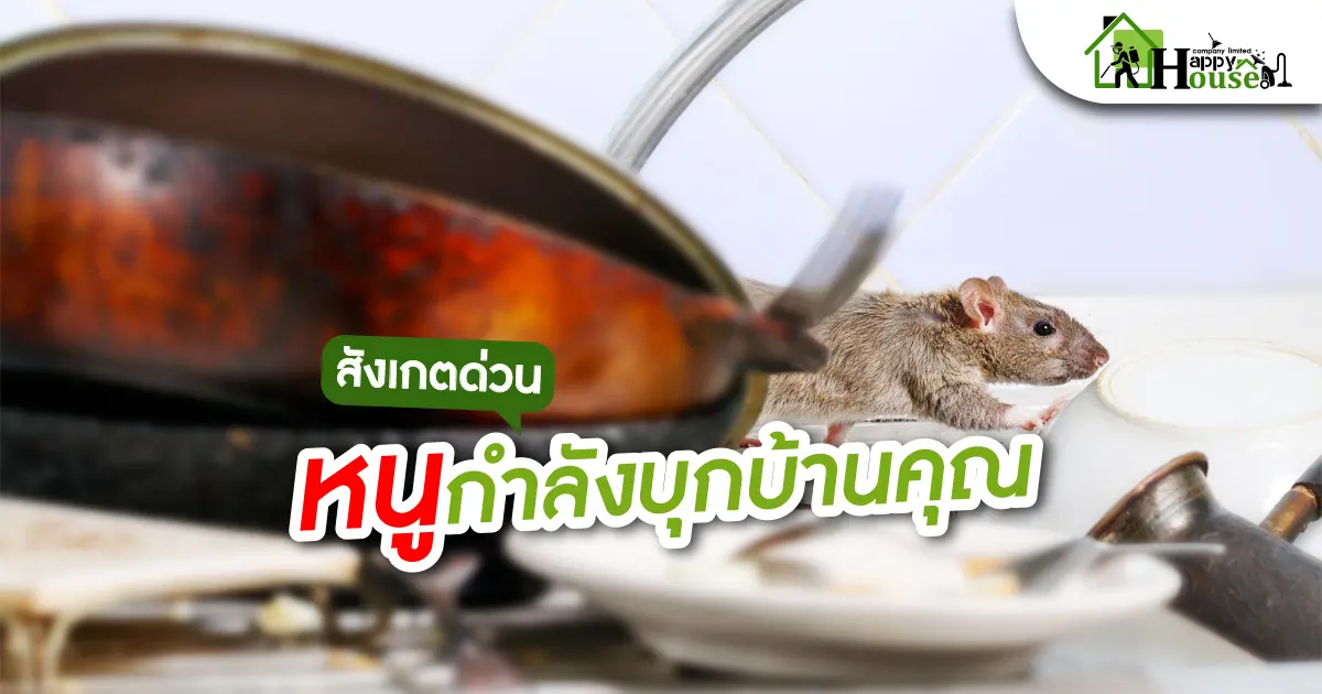 สังเกตด่วนหนูกำลังบุกบ้านคุณ