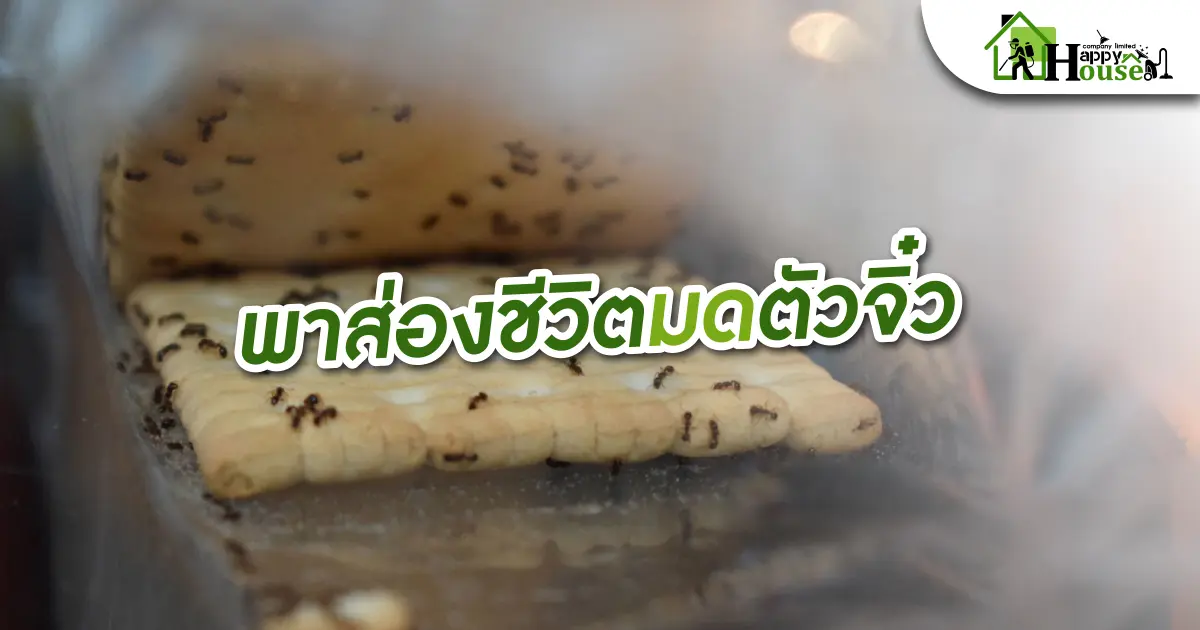 พาส่องชีวิตมดตัวจิ๋ว