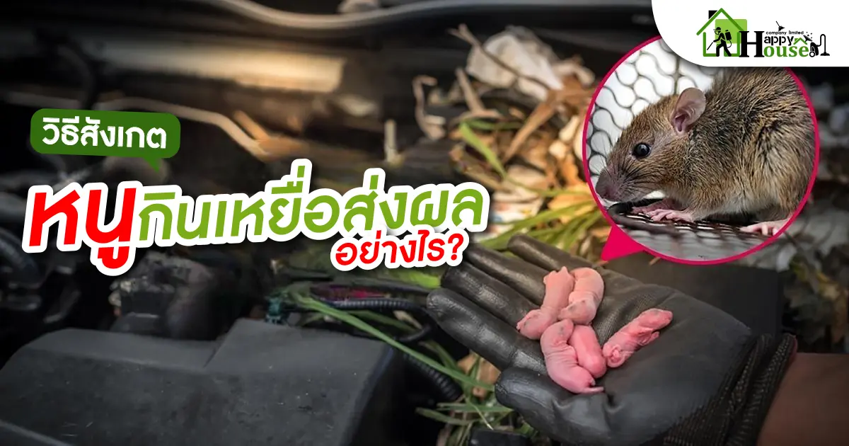 วิธีสังเกตหนูกินเหยื่อส่งผลอย่างไร?