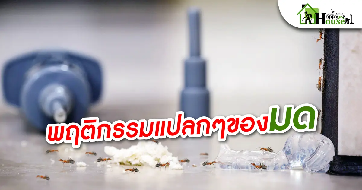 พฤติกรรมเเปลกๆของมด