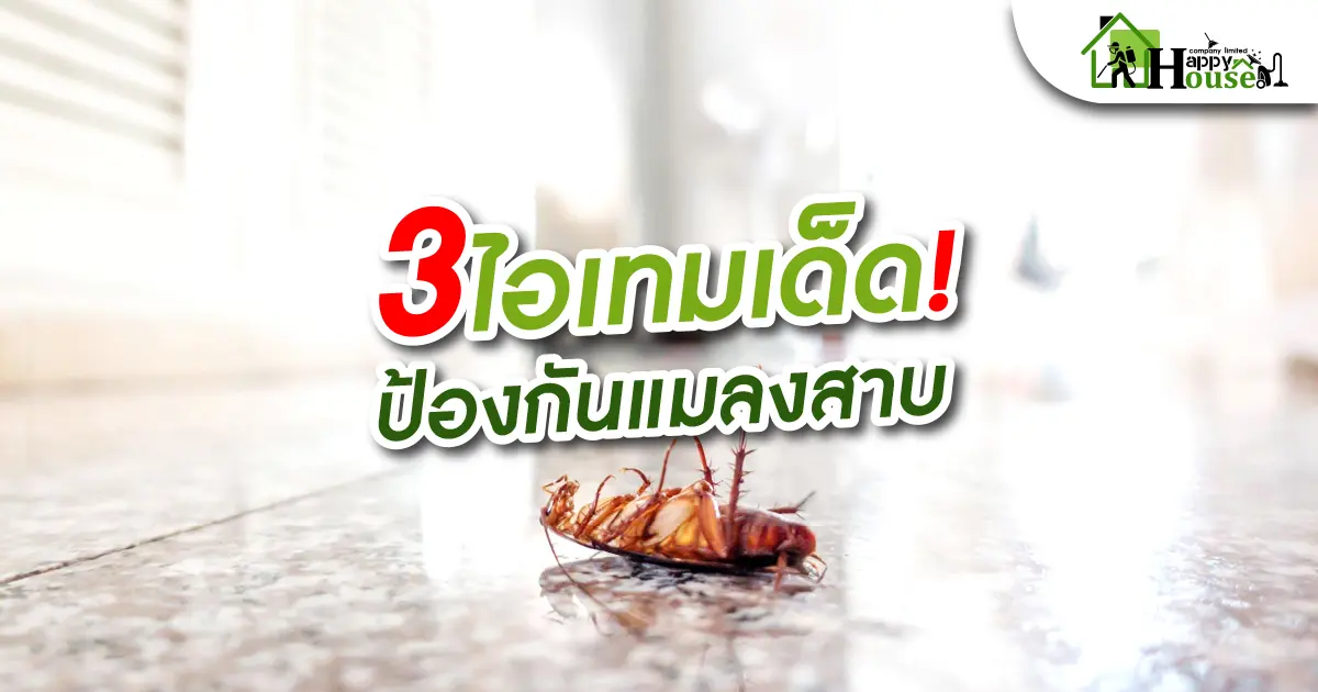 3 ไอเทมเด็ดป้องกันเเมลงสาบ