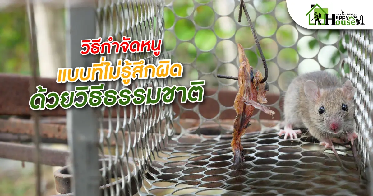 วิธีกำจัดหนูเเบบที่ไม่รู้สึกผิดด้วยวิธีธรรมชาติ