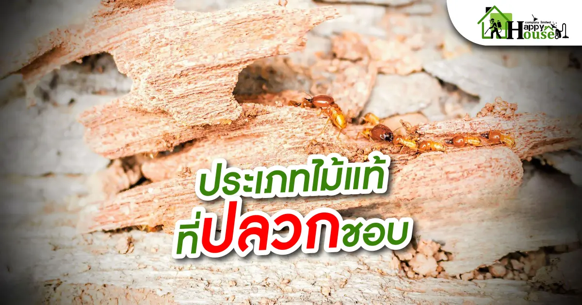 ประเภทไม้เเท้ที่ปลวกชอบ ประเภทไม้เเท้ที่ปลวกชอบ