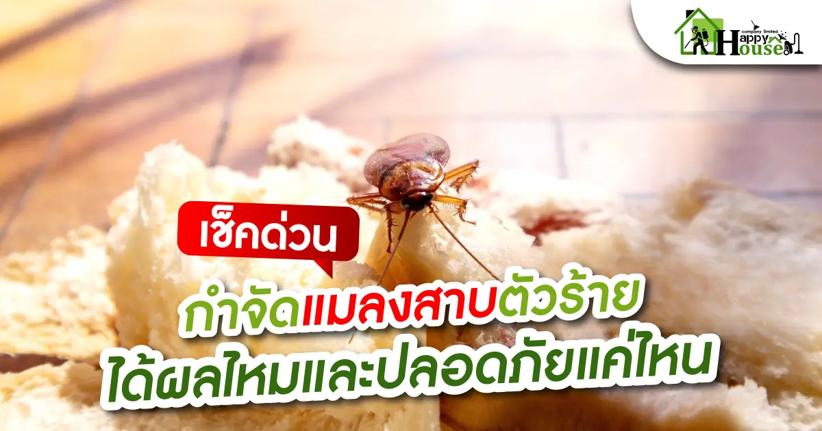 กำจัดแมลงสาบตัวร้าย ได้ผลไหม? และ ปลอดภัยแค่ไหน? กำจัดแมลงสาบตัวร้าย ได้ผลไหม? และ ปลอดภัยแค่ไหน?