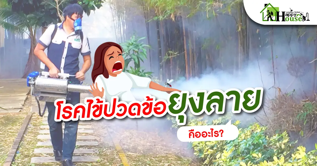 โรคไข้ปวดข้อยุงลายคืออะไร?