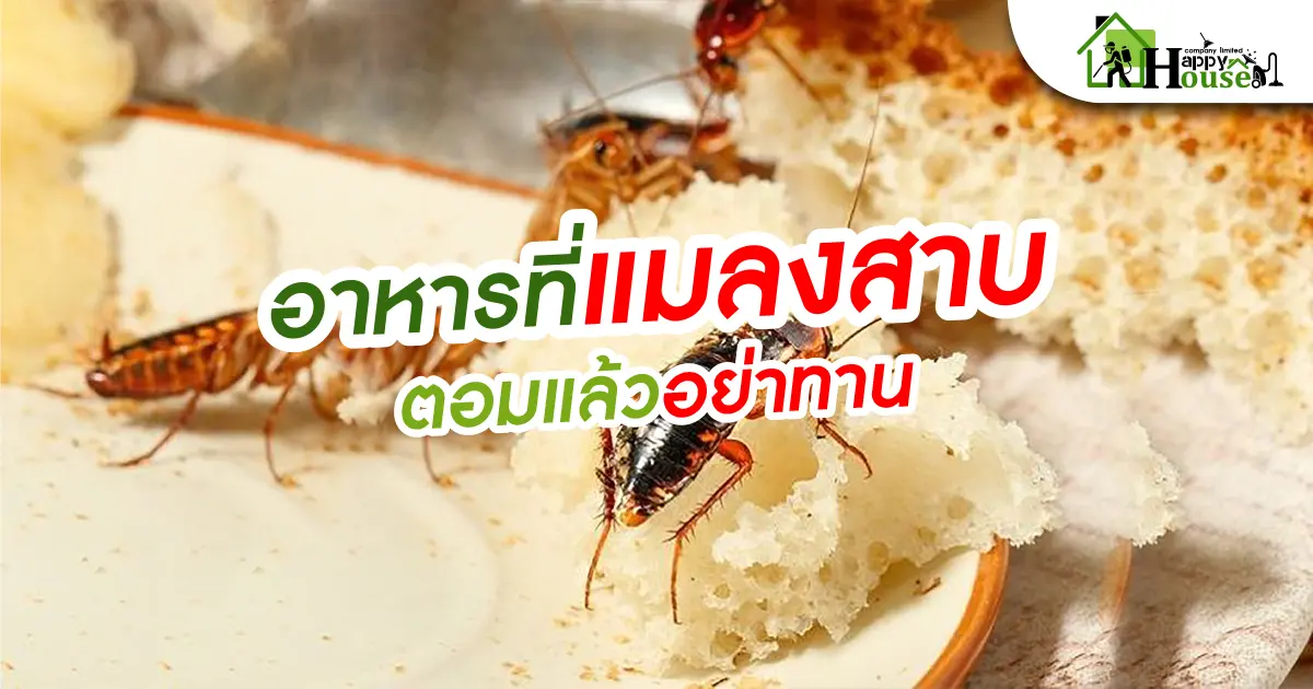 อาหารที่เเมลงสาบตอมเเล้วอย่าทาน