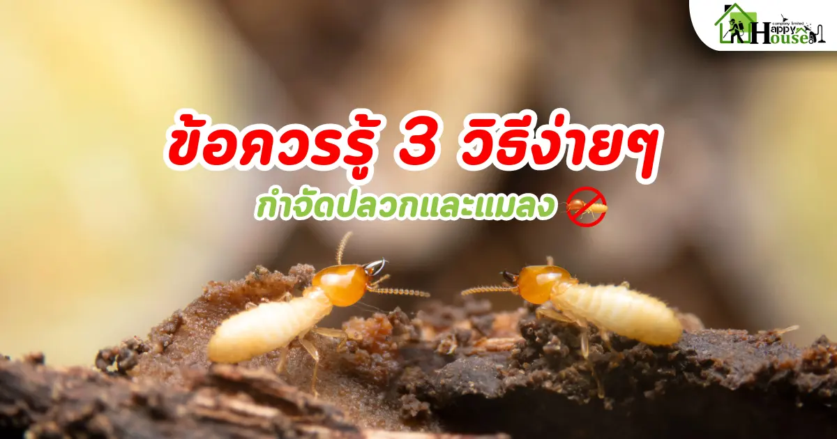 ข้อควรรู้ 3 วิธีง่ายๆ กำจัดปลวกและแมลง ข้อควรรู้ 3 วิธีง่ายๆ กำจัดปลวกและแมลง