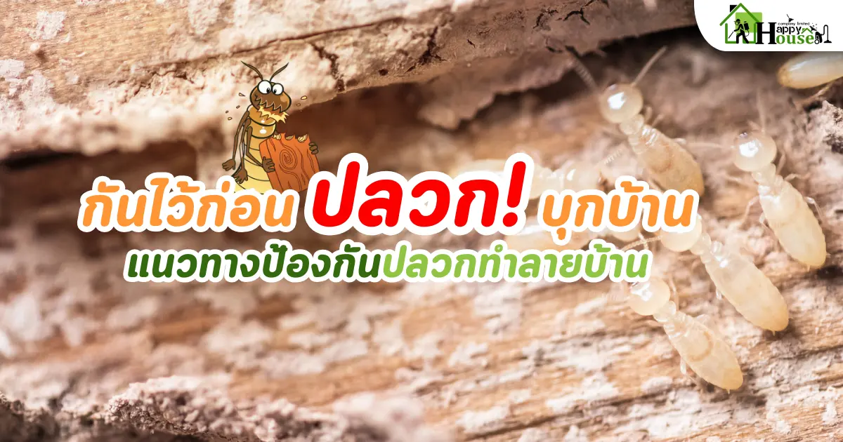 กันไว้ก่อนปลวกบุกบ้าน แนวทางป้องกันปลวกทำลายบ้าน