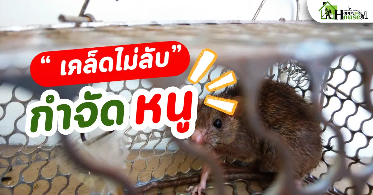 เคล็ดไม่ลับ กำจัดหนู